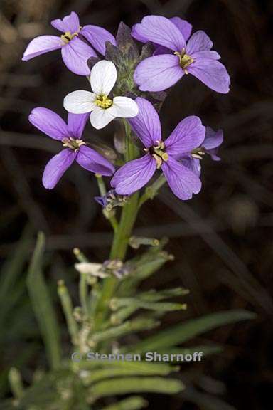 erysimum scoparium 2 graphic